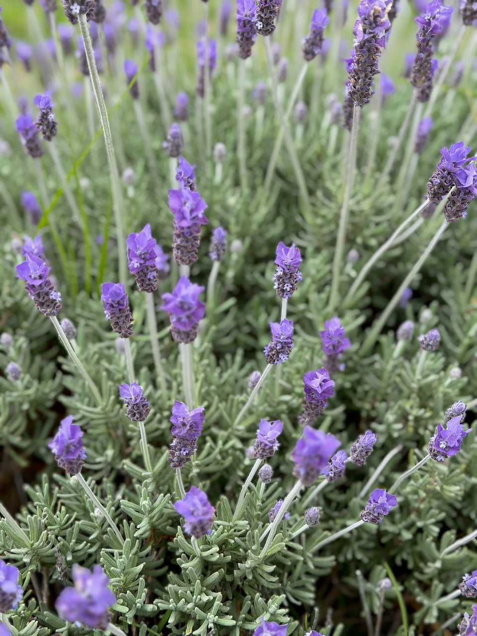 Flores moradas en arreglo decorativo del espacio